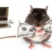 Rats That Bring Money in Namibia