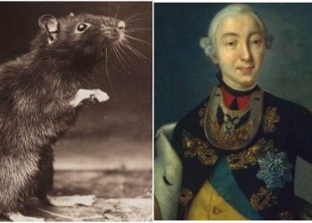 Spiritual rats that bring money