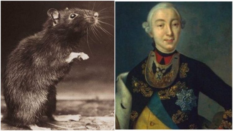 Spiritual rats that bring money