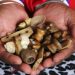 Voodoo Love Spells Caster and Traditional Herbalist Healer in Australia